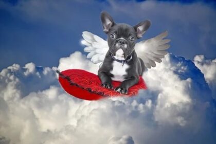 A love like an Angel I can't live without you